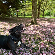 Joker joined the competition — help win amazing prizes! dog, black_dog, pet, animal, outdoor, park, flower_petals, pink_flowers, grass, tree, sunlight, nature, playful, lying_down, collar, daylight, spring, happy, canine, closeup