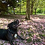 dog, black_dog, pet, animal, outdoor, park, flower_petals, pink_flowers, grass, tree, sunlight, nature, playful, lying_down, collar, daylight, spring, happy, canine, closeup