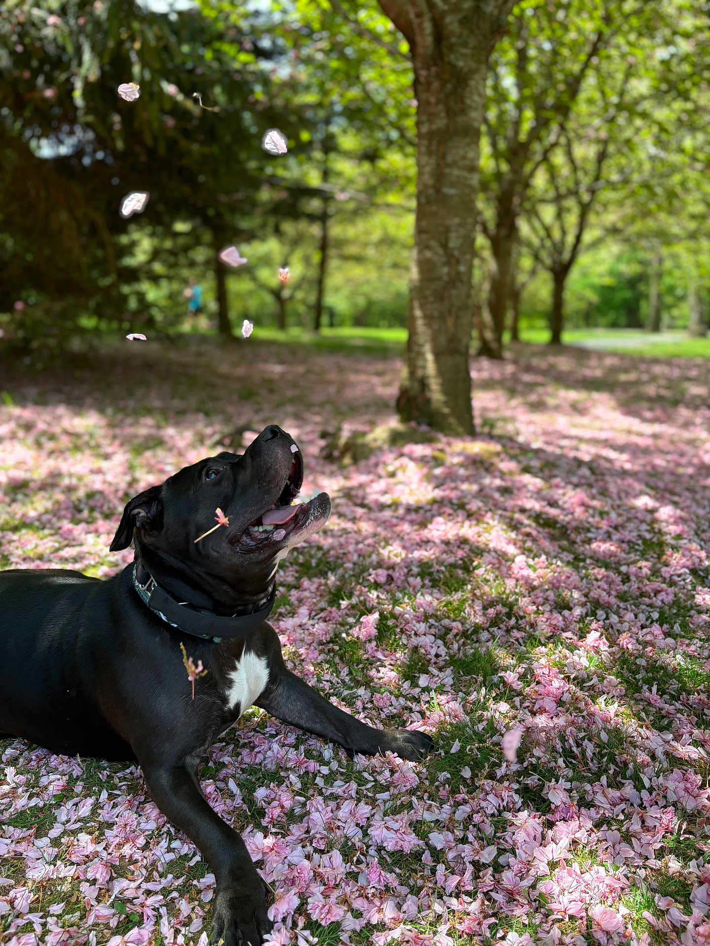 Joker joined the competition — help win amazing prizes! dog, black_dog, pet, animal, outdoor, park, flower_petals, pink_flowers, grass, tree, sunlight, nature, playful, lying_down, collar, daylight, spring, happy, canine, closeup