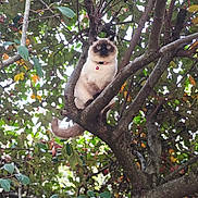 Vanille a rejoint le concours — aidez-le/la à gagner de superbes lots ! cat, siamese_cat, tree, branches, leaves, outdoor, nature, pet, animal, fur, whiskers, collar, bell, curious, perched, wildlife, greenery, daylight, closeup, watchful