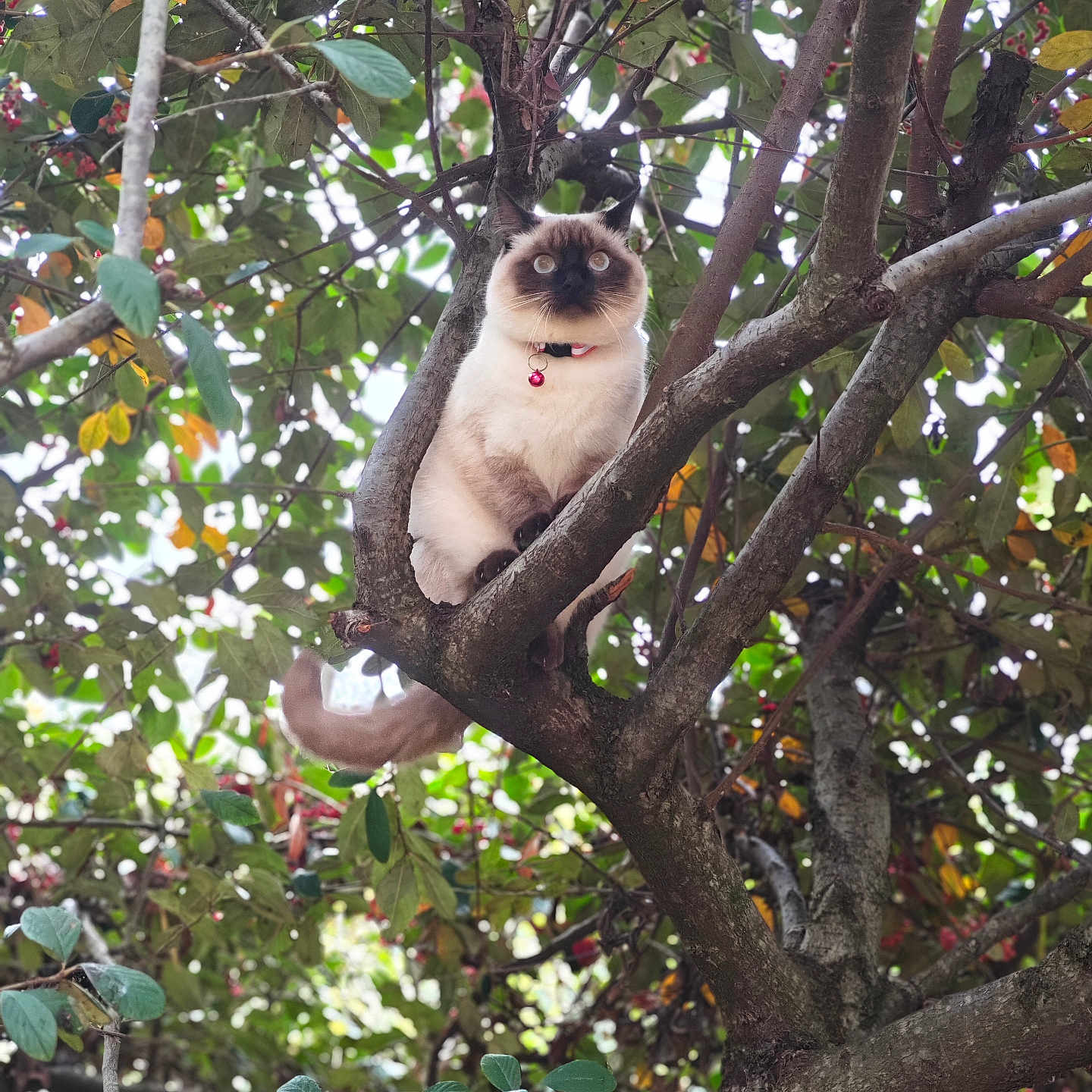 Vanille a rejoint le concours — aidez-le/la à gagner de superbes lots ! animal, bell, branches, cat, closeup, collar, curious, daylight, fur, greenery, leaves, nature, outdoor, perched, pet, siamese_cat, tree, watchful, whiskers, wildlife