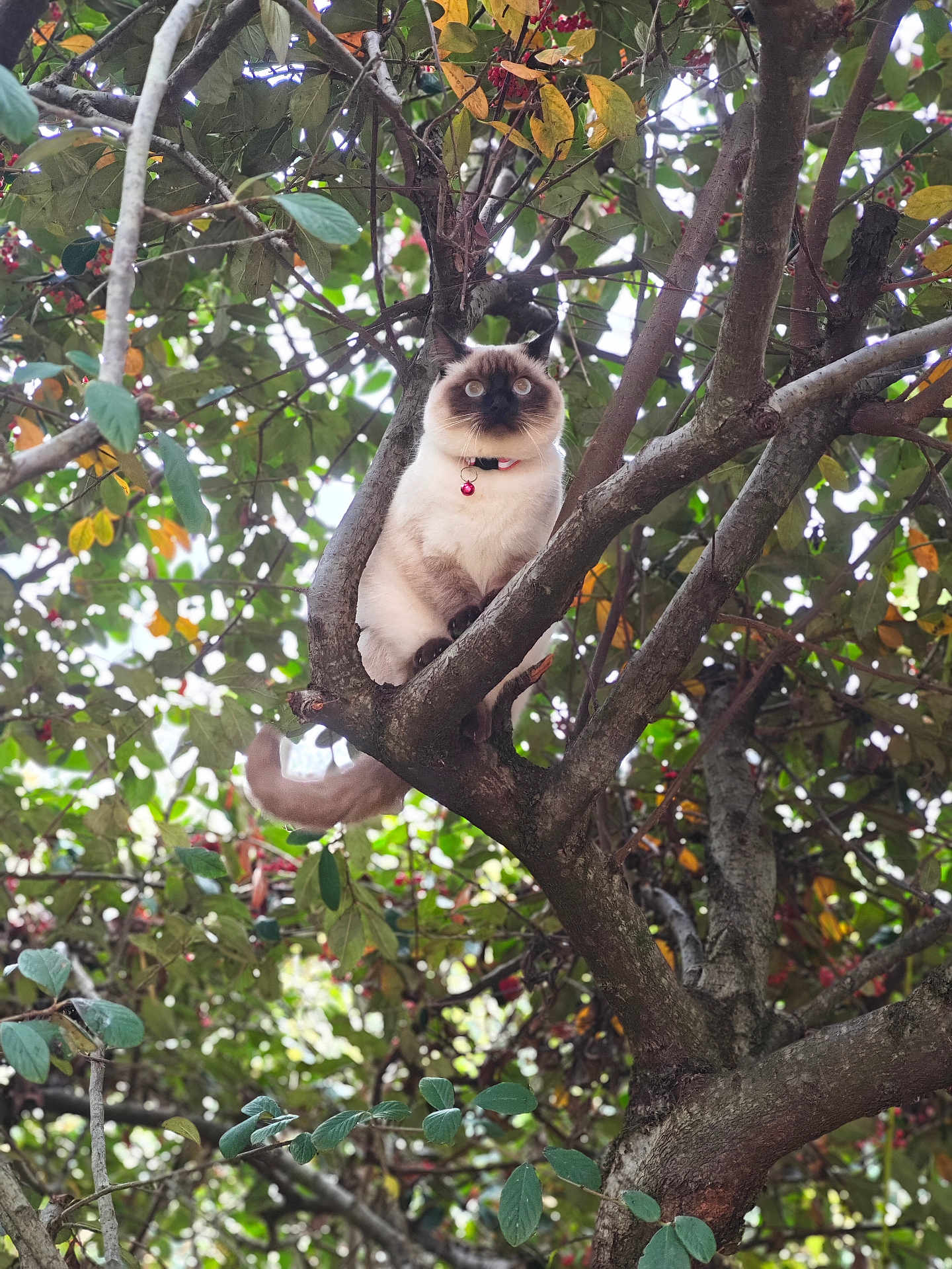 Vanille a rejoint le concours — aidez-le/la à gagner de superbes lots ! cat, siamese_cat, tree, branches, leaves, outdoor, nature, pet, animal, fur, whiskers, collar, bell, curious, perched, wildlife, greenery, daylight, closeup, watchful