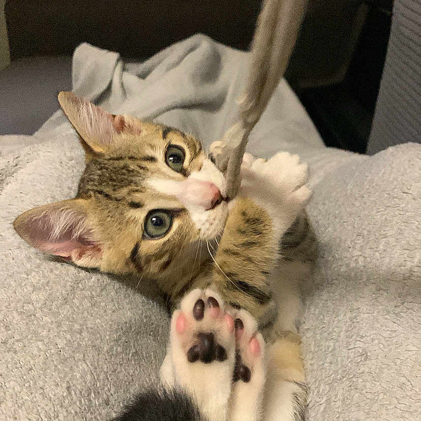 Tchikito participe au concours pour gagner de l'argent avec cette photo : animal, blanket, cat, claws, cozy, curious, cute, domestic, feline, fur, indoor, kitten, lying, paw, pet, playful, rope, tail, whiskers, young