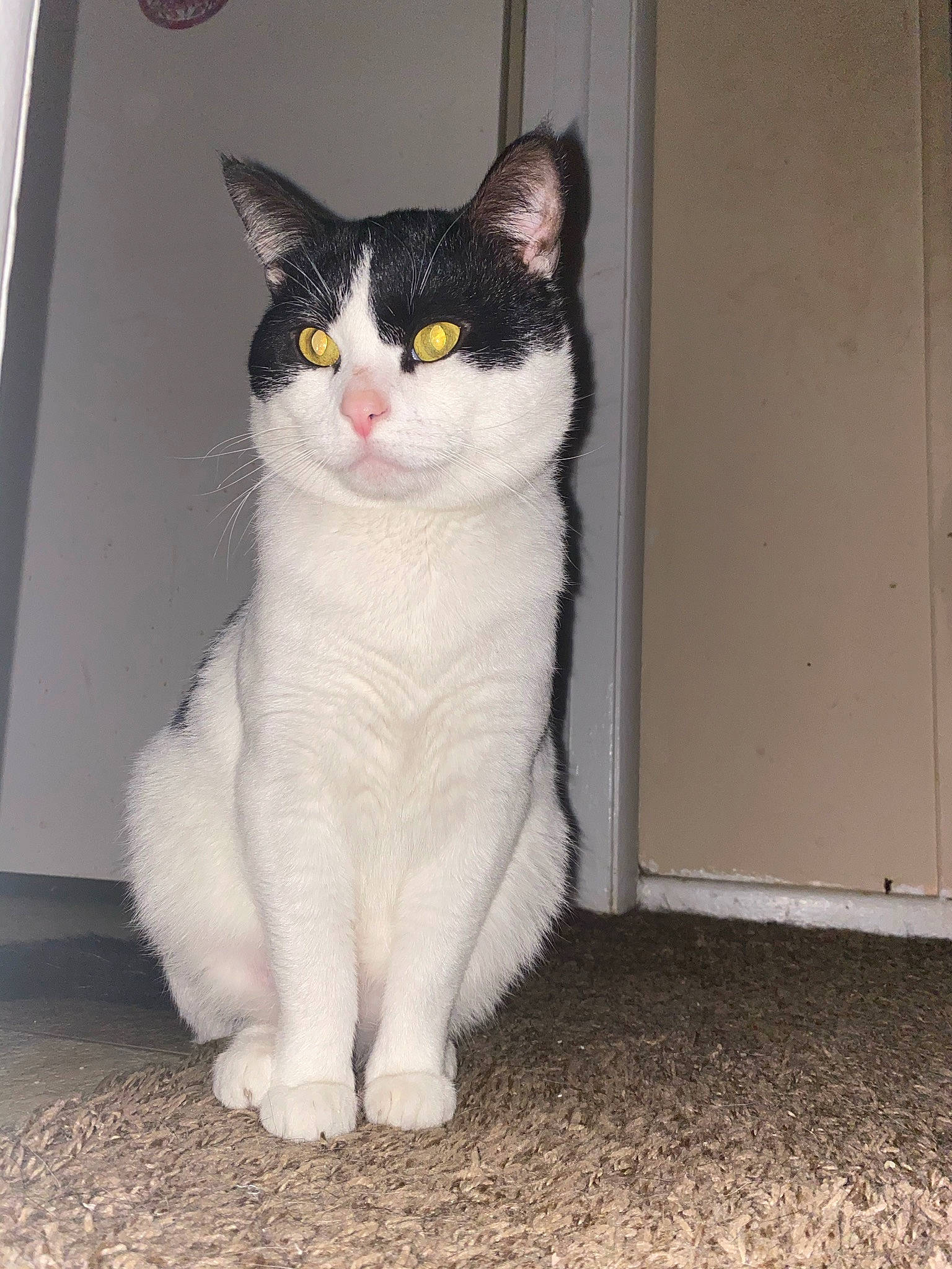 Oreo Aka Chip joined the competition — help win amazing prizes! carnivore, cat, domestic_short_haired_cat, door, felidae, flooring, foot, fur, grey, paw, small_to_medium_sized_cats, snout, tail, terrestrial_animal, whiskers, window