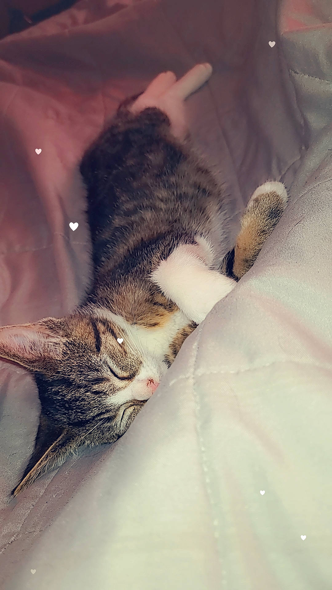 Storm is registered to the contest to win money with this photo: carnivore, cat, claw, comfort, domestic_short_haired_cat, eye, felidae, fur, gesture, human_leg, linens, macro_photography, nap, paw, sleep, small_to_medium_sized_cats, snout, tail, whiskers, winter