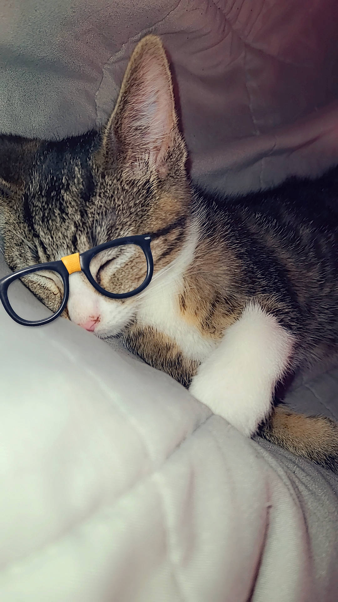 Storm is registered to the contest to win money with this photo: carnivore, cat, comfort, domestic_short_haired_cat, ear, eye, eyewear, felidae, fur, glasses, grey, head, metal, nap, paw, sleep, small_to_medium_sized_cats, snout, vision_care, whiskers