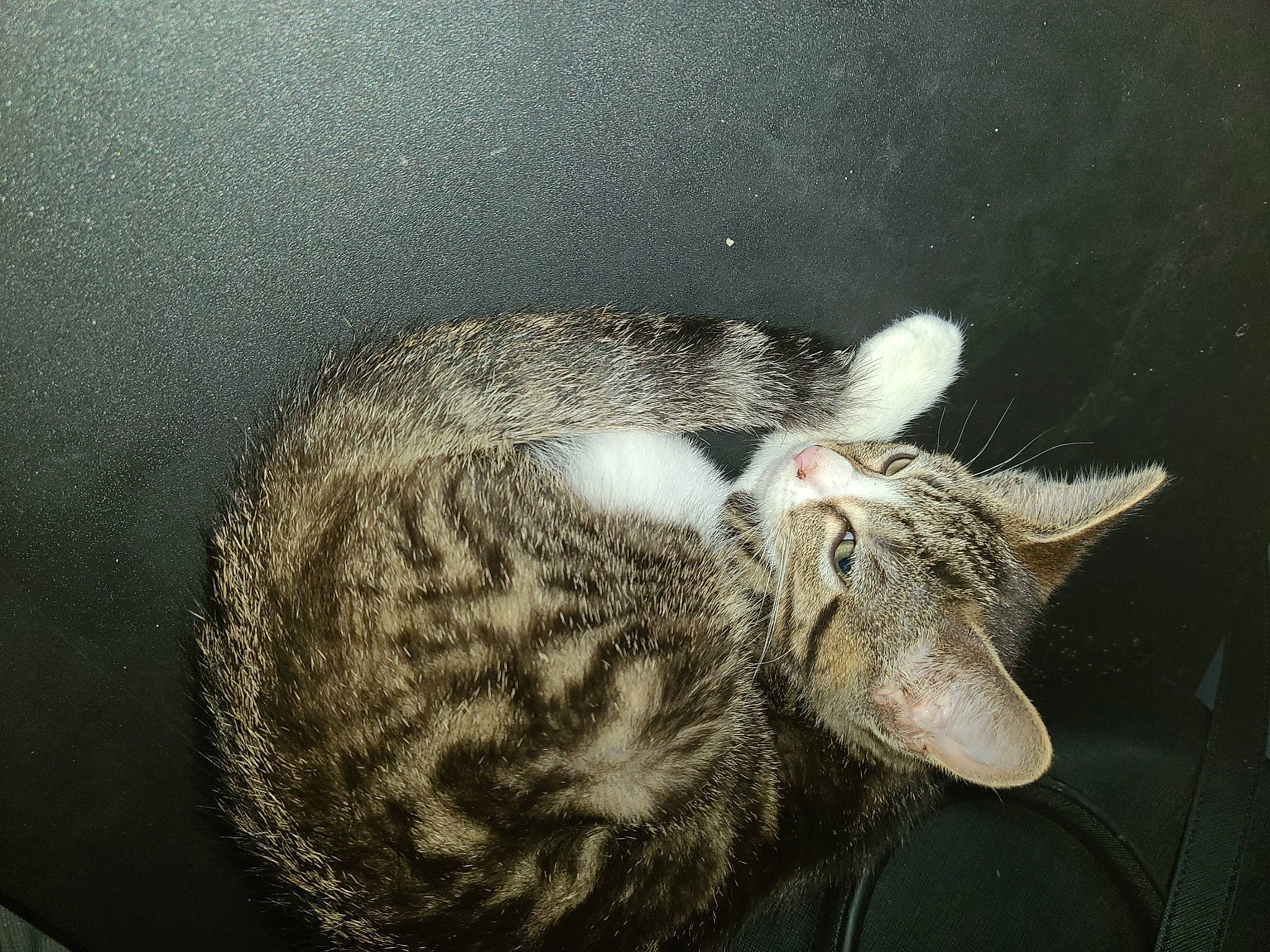 Storm joined the competition — help win amazing prizes! carnivore, cat, claw, domestic_short_haired_cat, felidae, fur, paw, small_to_medium_sized_cats, snout, tail, terrestrial_animal, whiskers, wildlife