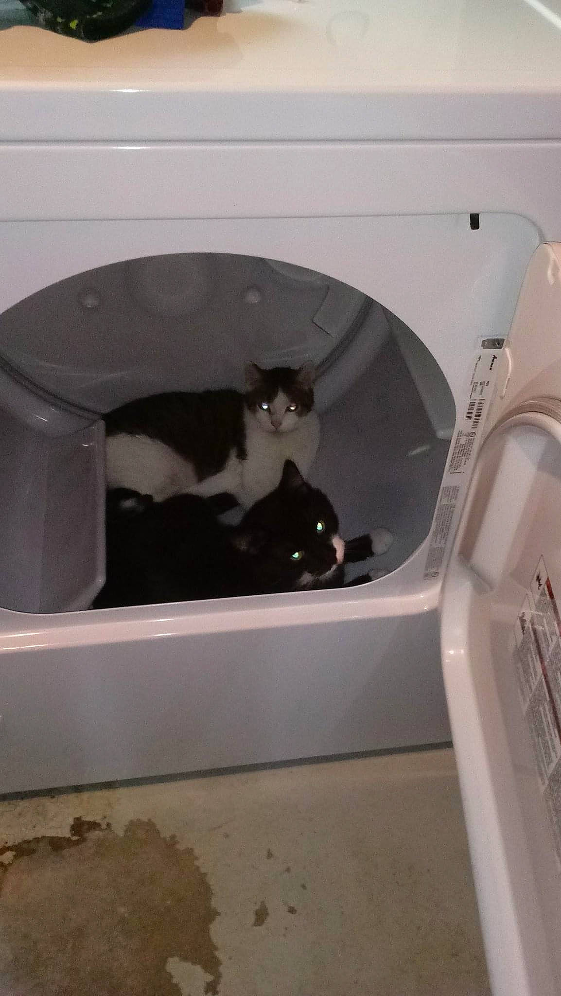 Rose is registered to the contest to win money with this photo: automotive_exterior, carnivore, cat, domestic_short_haired_cat, felidae, fender, gas, rim, room, small_to_medium_sized_cats, tail, whiskers