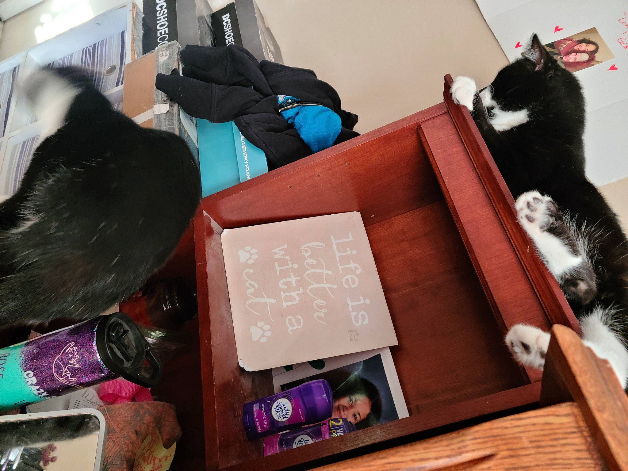 Panda Aka The Bear joined the competition — help win amazing prizes! bag, bottle, box, cat, comfort, domestic_short_haired_cat, felidae, fur, headgear, luggage_and_bags, plastic_bottle, plush, room, small_to_medium_sized_cats, stuffed_toy, tail, textile, toy, whiskers, wood