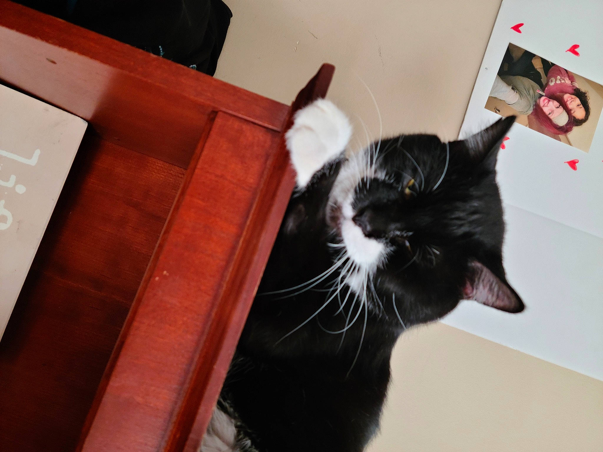 Panda Aka The Bear joined the competition — help win amazing prizes! carnivore, cat, comfort, domestic_short_haired_cat, felidae, flooring, fur, hardwood, room, small_to_medium_sized_cats, tail, terrestrial_animal, whiskers, window, wood