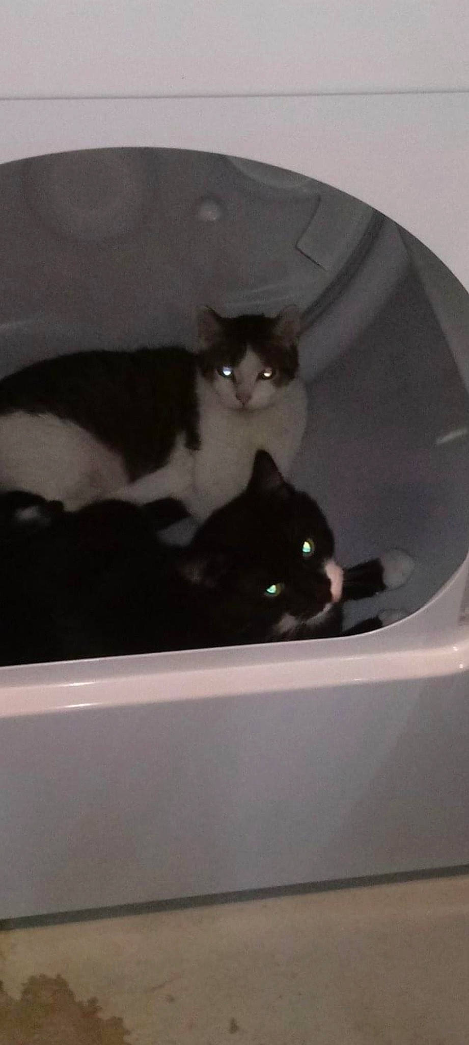 Panda Aka The Bear is registered to the contest to win money with this photo: box, carnivore, cat, circle, comfort, domestic_short_haired_cat, eye, felidae, fur, head, mammal, paw, rectangle, room, small_to_medium_sized_cats, snout, tail, tints_and_shades, whiskers, window