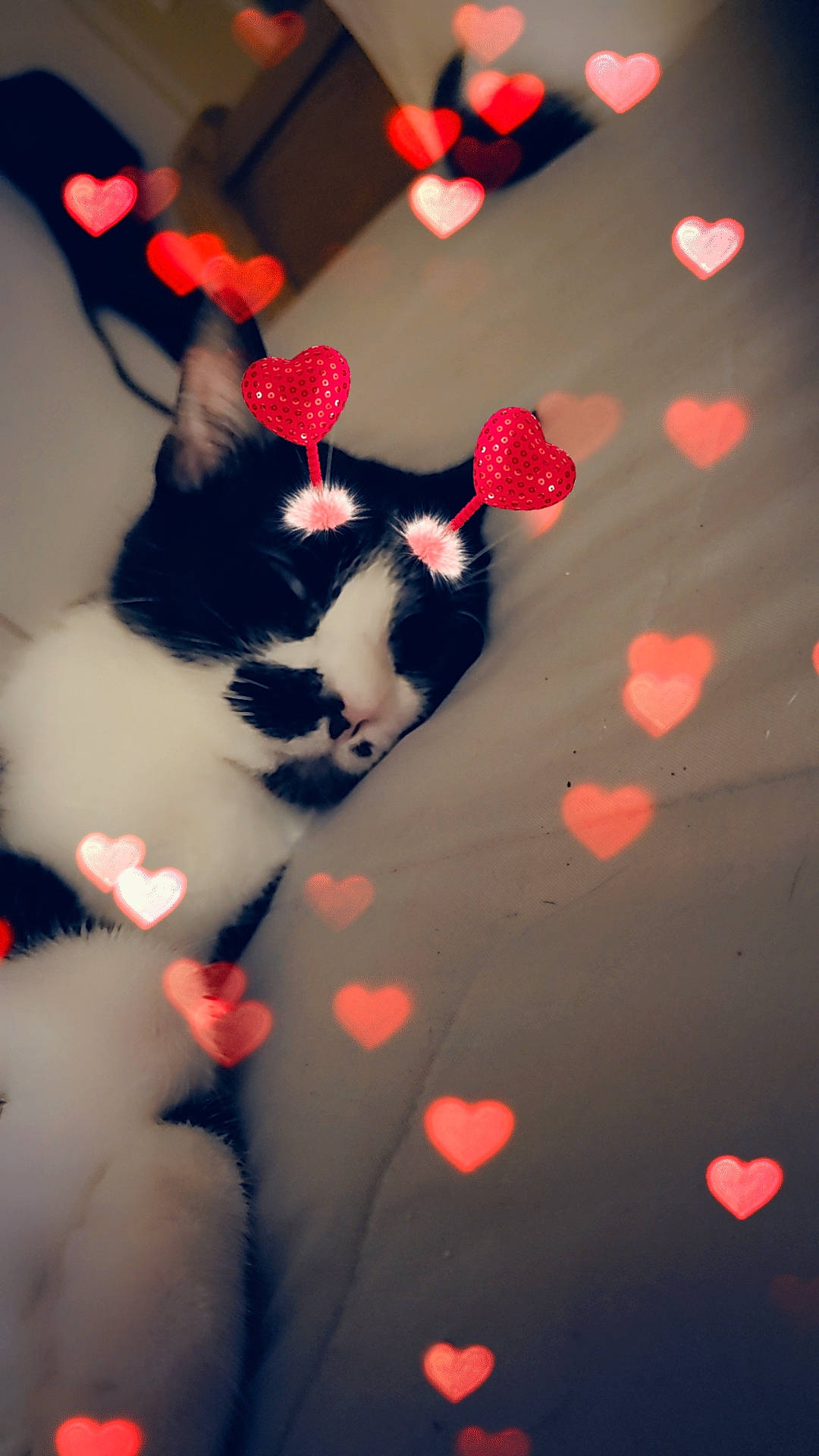 Lovey joined the competition — help win amazing prizes! art, carmine, carnivore, cat, event, felidae, fur, gesture, hand, holiday, mammal, orange, pattern, plant, small_to_medium_sized_cats, tail, tints_and_shades, tree, vertebrate, whiskers