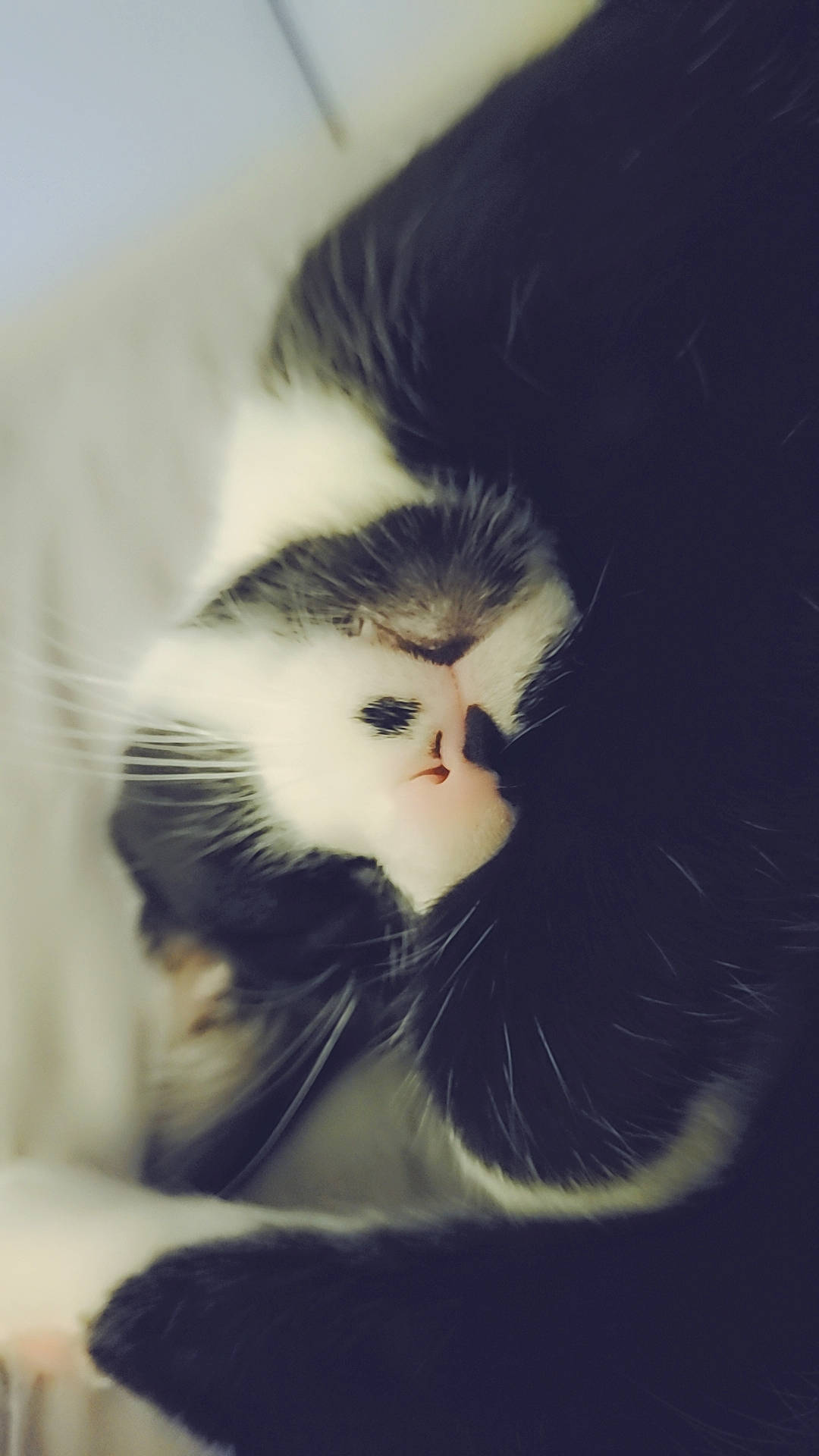 Lovey joined the competition — help win amazing prizes! carnivore, cat, eye, felidae, foot, fur, head, iris, paw, plant, small_to_medium_sized_cats, snout, tail, terrestrial_animal, tree, whiskers