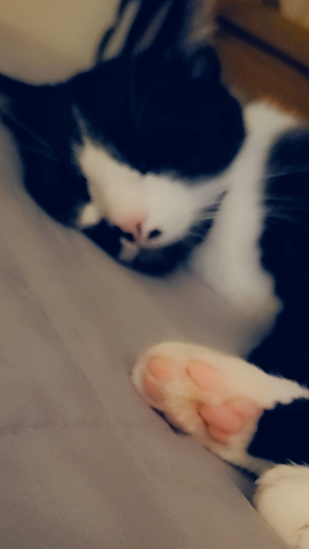 Lovey is registered to the contest to win money with this photo: carnivore, cat, child, comfort, domestic_short_haired_cat, eye, felidae, foot, fur, gesture, head, human_body, human_leg, leg, nose, paw, small_to_medium_sized_cats, snout, tail, whiskers