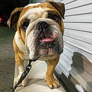 Meaty joined the competition — help win amazing prizes! animal, bulldog, canine, closeup, curious, dog, domestic_animal, expression, face, leash, mammal, metal, night, outdoor, pet, portrait, shadow, sidewalk, tongue, wall
