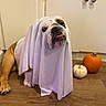 Meaty joined the competition — help win amazing prizes! animal, bulldog, cabinet, costume, cute, decor, dog, expression, face, floor, ghost, halloween, indoor, orange_pumpkin, pet, pumpkin, tongue_out, white_pumpkin, white_sheet, wood_floor