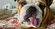 Meaty is registered to the contest to win money with this photo: animal, bed, bedspread, bulldog, canine, closeup, comfort, cute, dog, expression, floral_pattern, fur, indoors, nail, paw, pet, portrait, resting, tongue_out, wrinkles