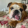 animal, bed, bedspread, bulldog, canine, closeup, comfort, cute, dog, expression, floral_pattern, fur, indoors, nail, paw, pet, portrait, resting, tongue_out, wrinkles