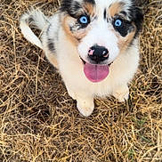 Baya participe au concours pour gagner de l'argent avec cette photo : puppy, dog, blue_eyes, tongue_out, sitting, dry_grass, outdoor, cute, fluffy, pet, animal, nature, young_dog, adorable, playful, looking_up, fur, nose, happy, canine