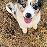 puppy, dog, blue_eyes, tongue_out, sitting, dry_grass, outdoor, cute, fluffy, pet, animal, nature, young_dog, adorable, playful, looking_up, fur, nose, happy, canine