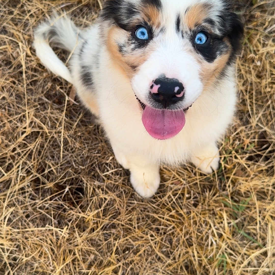 Baya