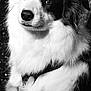 Shelsea a rejoint le concours — aidez-le/la à gagner de superbes lots ! dog, black_and_white, portrait, fluffy, hand, bokeh, animal, pet, close_up, fur, eyes, cute, mammal, companion, friendly, domestic_animal, adorable, studio, monochrome, background