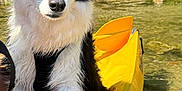 Shelsea a rejoint le concours — aidez-le/la à gagner de superbes lots ! adventure, animal, black_and_white, canine, closeup, dog, greenery, kayak, nature, outdoor, person_leg, pet, recreation, river, rocks, summer, sunlight, water, wet_fur, yellow_kayak