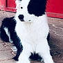 Shelsea participe au concours pour gagner de l'argent avec cette photo : alert, animal, black_and_white, border_collie, calm, canine, dog, domestic_animal, ears, fur, nose, outdoor, pavement, pet, quiet, red_background, resting, side_view, sitting, wall