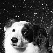Shelsea participe au concours pour gagner de l'argent avec cette photo : dog, black_and_white, portrait, fluffy, bokeh, sparkles, animal, pet, face, ears, fur, close_up, studio, model, expression, calm, eyes, nose, background, person_partial