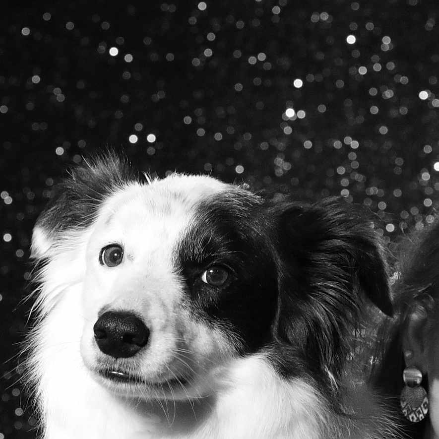 Shelsea participe au concours pour gagner de l'argent avec cette photo : animal, background, black_and_white, bokeh, calm, close_up, dog, ears, expression, eyes, face, fluffy, fur, model, nose, person_partial, pet, portrait, sparkles, studio