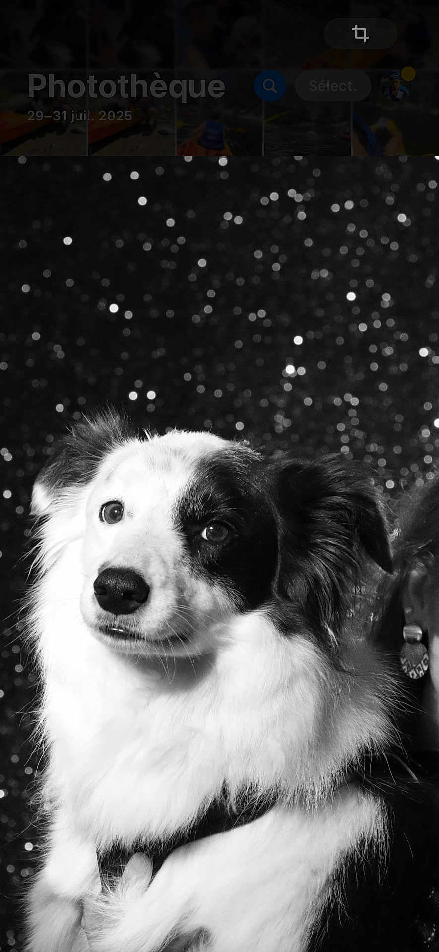 Shelsea participe au concours pour gagner de l'argent avec cette photo : dog, black_and_white, portrait, fluffy, bokeh, sparkles, animal, pet, face, ears, fur, close_up, studio, model, expression, calm, eyes, nose, background, person_partial