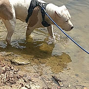 Tyson a rejoint le concours — aidez-le/la à gagner de superbes lots ! animal, brown, canine, curious, daylight, dog, harness, leash, muddy_shore, nature, outdoor, pet, reflection, ripples, riverbank, shallow_water, standing, water, wet_paws, white