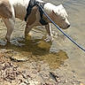 dog, water, leash, harness, muddy_shore, outdoor, animal, pet, standing, reflection, nature, canine, shallow_water, daylight, brown, white, curious, wet_paws, ripples, riverbank