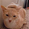 O Malley is registered to the contest to win money with this photo: cat, orange_cat, loaf_position, fur, carpet, indoor, pet, animal, whiskers, ears, face, cute, feline, relaxed, resting, fur_swirl, home, cozy, closeup, mammal