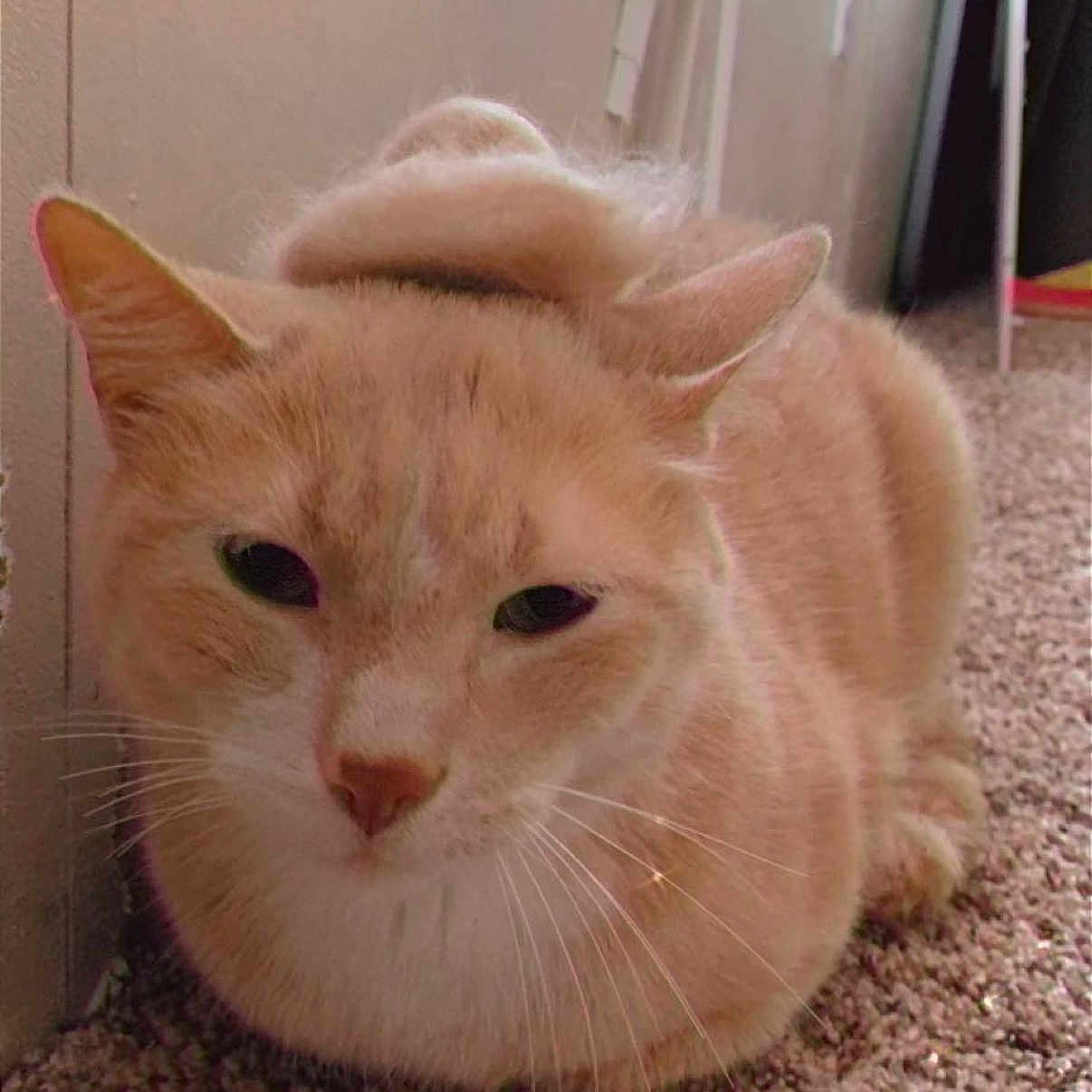 O Malley is registered to the contest to win money with this photo: cat, orange_cat, loaf_position, fur, carpet, indoor, pet, animal, whiskers, ears, face, cute, feline, relaxed, resting, fur_swirl, home, cozy, closeup, mammal