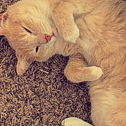 O Malley joined the competition — help win amazing prizes! cat, cream_colored, pet, feline, lying_down, carpet, relaxed, paws, fur, cute, indoors, sleepy, whiskers, animal, domestic, cozy, resting, close_up, soft, content