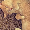 cat, cream_colored, pet, feline, lying_down, carpet, relaxed, paws, fur, cute, indoors, sleepy, whiskers, animal, domestic, cozy, resting, close_up, soft, content