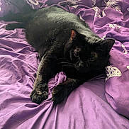 Sammy is registered to the contest to win money with this photo: black_cat, cat, pet, animal, feline, bed, purple_bedspread, butterfly_pattern, indoor, sleeping, resting, cozy, fur, whiskers, paw, stretching, cute, domestic_cat, relaxed, soft_fabric