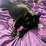 black_cat, cat, pet, animal, feline, bed, purple_bedspread, butterfly_pattern, indoor, sleeping, resting, cozy, fur, whiskers, paw, stretching, cute, domestic_cat, relaxed, soft_fabric
