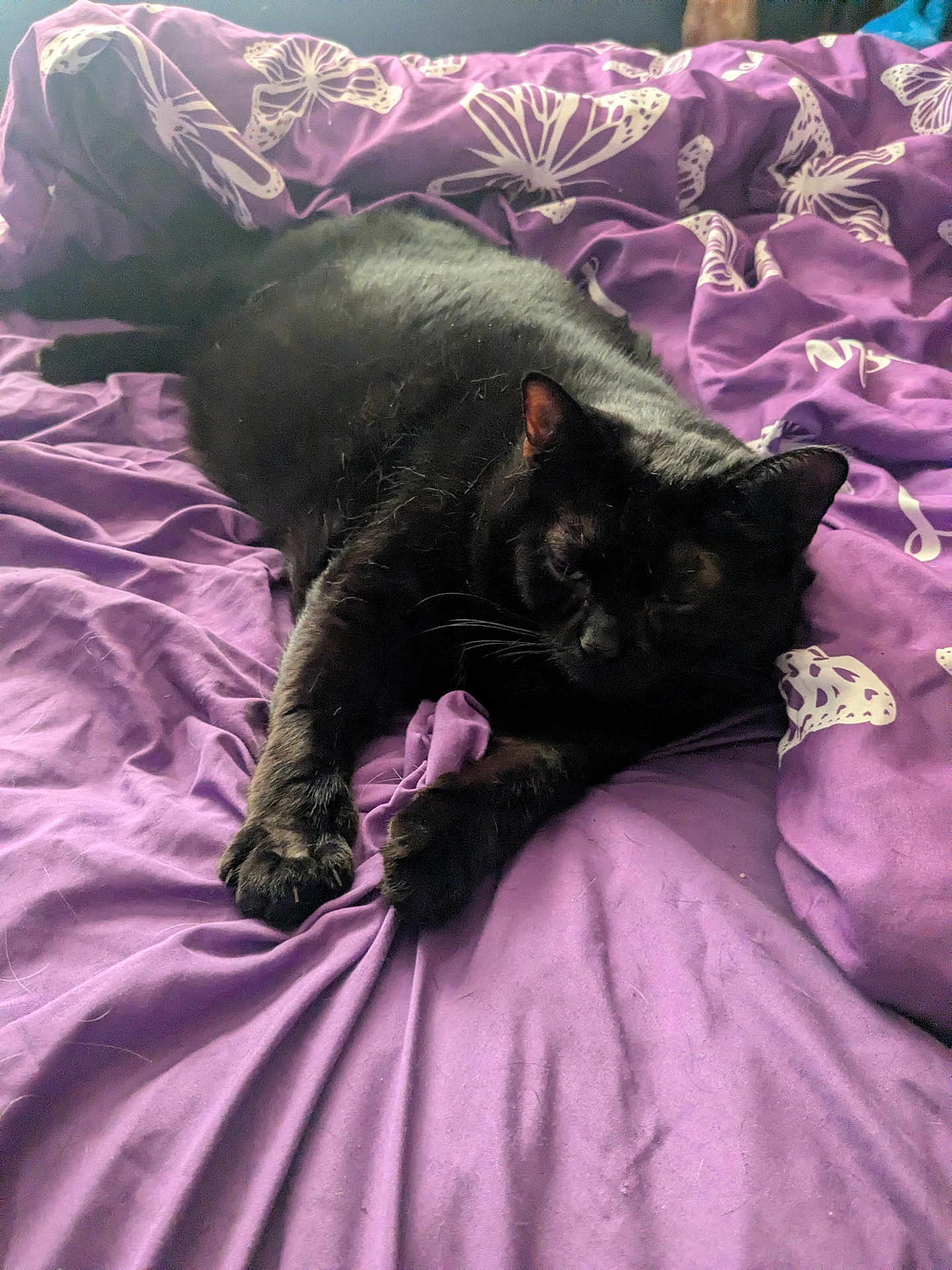 Sammy is registered to the contest to win money with this photo: black_cat, cat, pet, animal, feline, bed, purple_bedspread, butterfly_pattern, indoor, sleeping, resting, cozy, fur, whiskers, paw, stretching, cute, domestic_cat, relaxed, soft_fabric