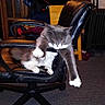 Sabation is registered to the contest to win money with this photo: cat, gray_cat, white_paws, office_chair, stretching, furniture, indoor, carpet, wooden_chair, heater, cabinet, clothing, backpack, pet, animal, paw, fur, whiskers, yellow_eyes, home