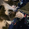 Sabation is registered to the contest to win money with this photo: cat, sleeping, paw, fluffy, gray, white, blanket, cozy, indoor, fur, relaxed, cute, pet, animal, resting, claws, comfort, soft, warm, napping