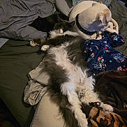 Sabation joined the competition — help win amazing prizes! cat, dog, bed, blanket, pillow, sleeping, resting, cozy, furry, domestic_animals, pet, indoor, relaxing, animal_companions, fur, collar, home, sleep, comfort, napping