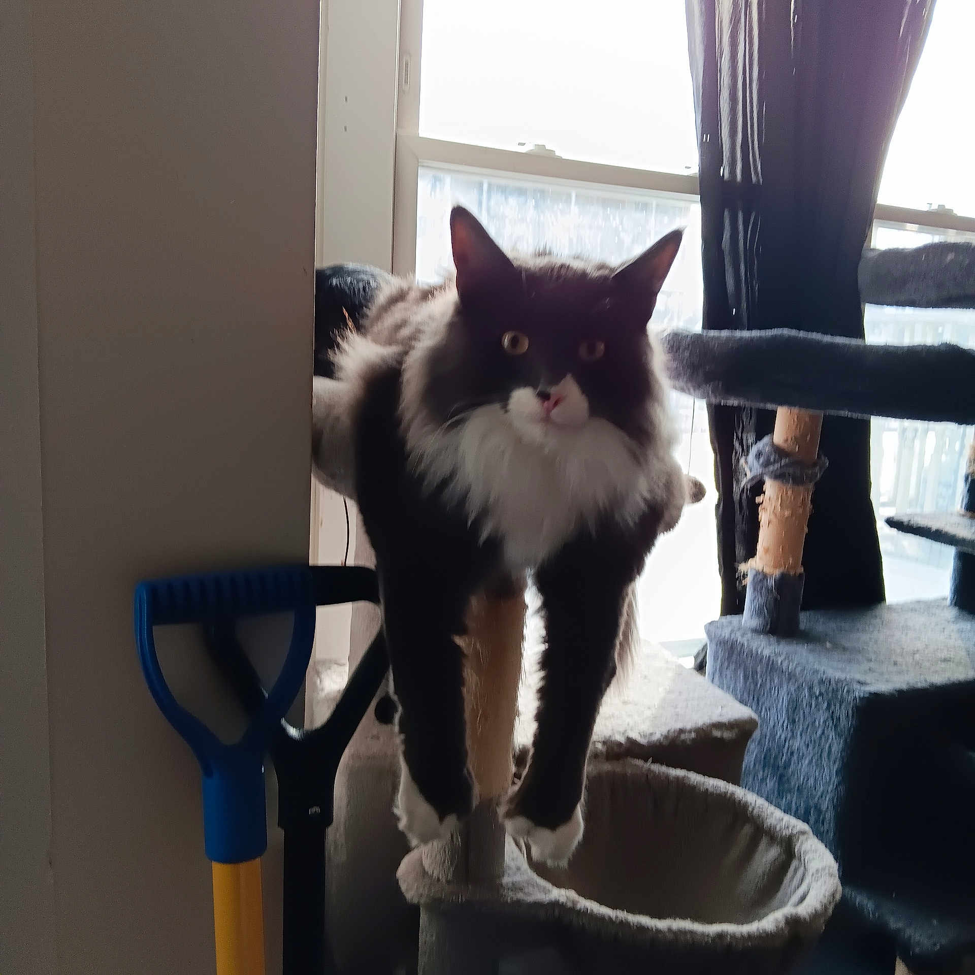 Sabation joined the competition — help win amazing prizes! cat, feline, black_and_white, fluffy, cat_tree, window, curtains, indoor, pet, animal, post, shovel, yellow_handle, blue_handle, household, light, curious, relaxed, paws, fur