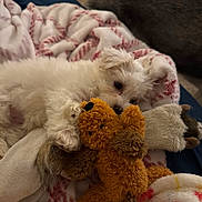 Mai is registered to the contest to win money with this photo: puppy, dog, toy, teddy_bear, blanket, cozy, fur, cute, pet, animal, snuggling, sleepy, indoor, soft, comfort, white_dog, plush, cat, grey_cat, resting