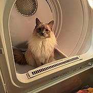 Paolo joined the competition — help win amazing prizes! cat, fluffy, dryer, laundry, indoor, home, curious, pet, feline, appliance, cozy, cleaning, fur, sitting, white, soft_light, household, domestic, cute, animal