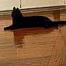 black_cat, cat, indoor, wooden_floor, reflection, pet, animal, feline, relaxing, fur, eyes, cabinet, home, floor, domestic, quiet, still_life, resting, side_view, shadow