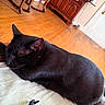 Salem joined the competition — help win amazing prizes! black_cat, sleeping, indoor, wooden_floor, furniture, orange_cushion, hair_clip, sock, cozy, pet, resting, domestic_animal, close_up, quiet, relaxation, feline, home, flooring, cabinet, peaceful