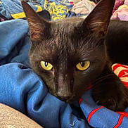 Salem is registered to the contest to win money with this photo: black_cat, cat, yellow_eyes, close_up, blanket, clothing, fabric, indoors, pet, feline, resting, curious, fur, animal, cozy, pile, messy, texture, soft, portrait