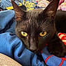 black_cat, cat, yellow_eyes, close_up, blanket, clothing, fabric, indoors, pet, feline, resting, curious, fur, animal, cozy, pile, messy, texture, soft, portrait